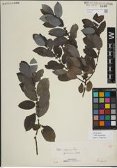 Foto von Salix myrsinifolia Salisb.